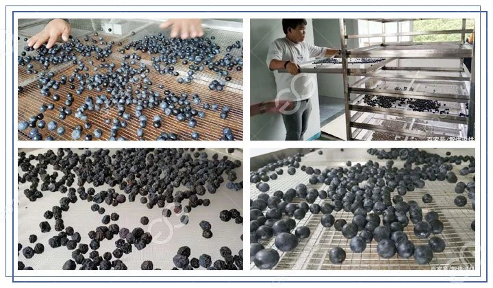 blueberry-dehydrating-machine
